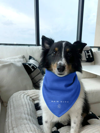 Baby Blu Blu Bandana’s 💙🩵🐶