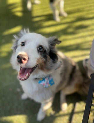 The Blu 💙 Sophia Series 🐶🐾🕊️✨